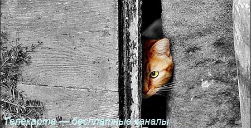 Телекарта — бесплатные каналы. Обзор от НскТарелка.ru