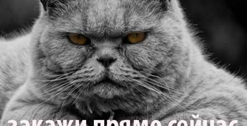 Спутниковое телевидение в Новосибирске под ключ